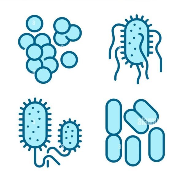 Typhoid (Widal)